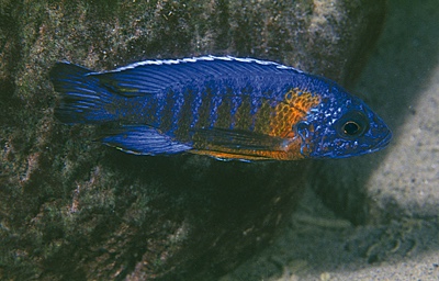 Aulonocara stuartgranti 'Chinuni'